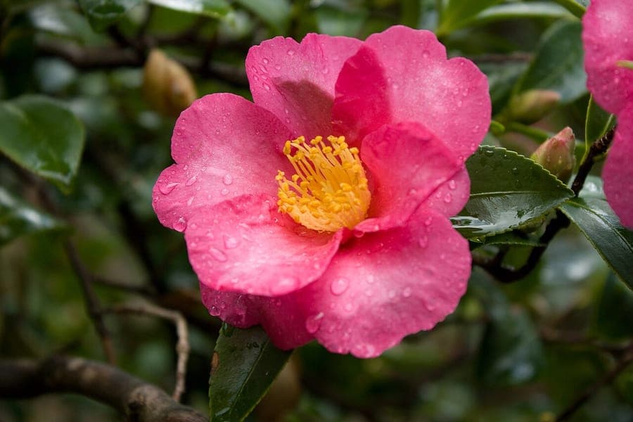 Elegant pink flowers of Camellia sasanqua in winter bloom