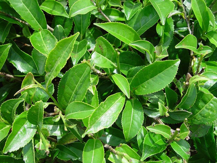 Camellia sinensis mit weißen Blüten in einem schattigen Gartenspot