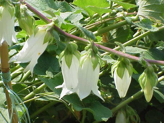 Campanula alliariifolia in full bloom under dappled shade in a naturalistic garden setting