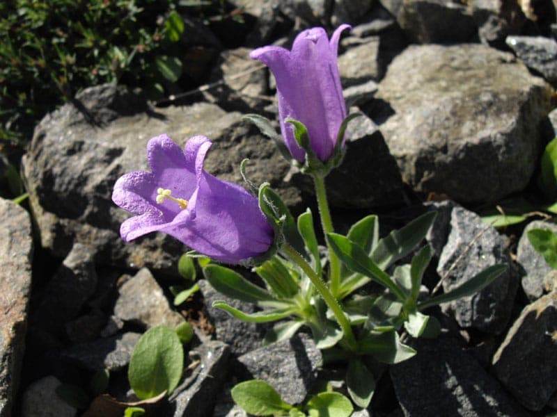 Blue bell-shaped flowers of Campanula alpestris