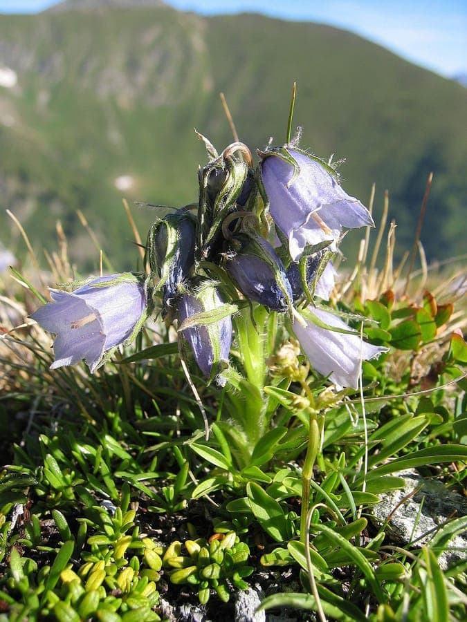 Campanula alpina alpine bellflower in bloom