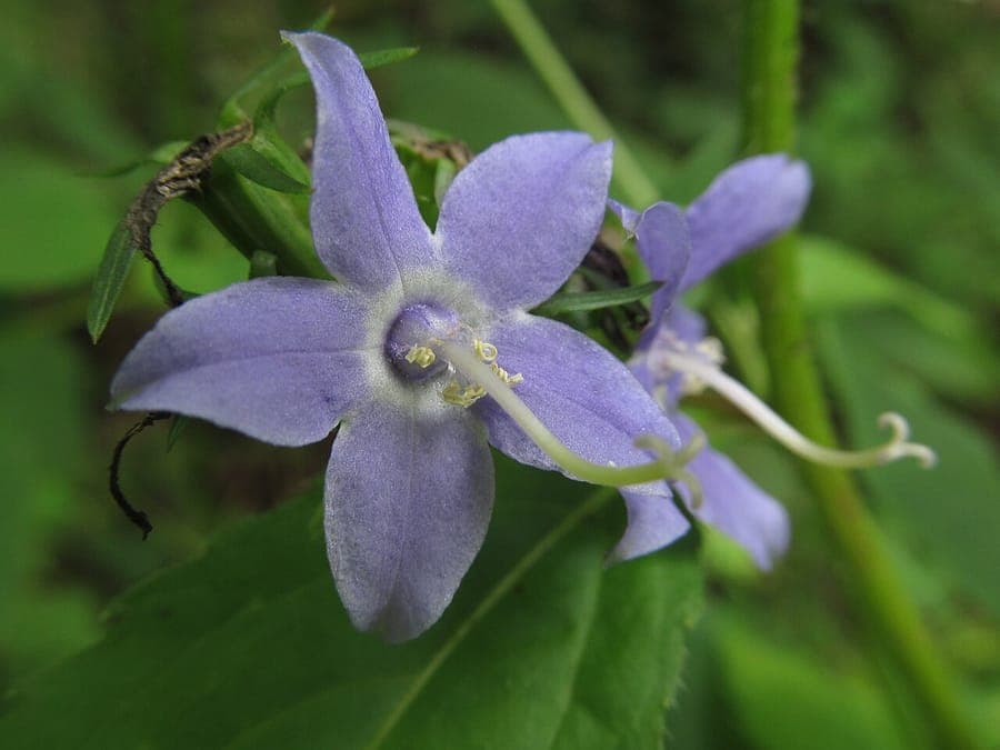 Campanula americana with stately blue flowers