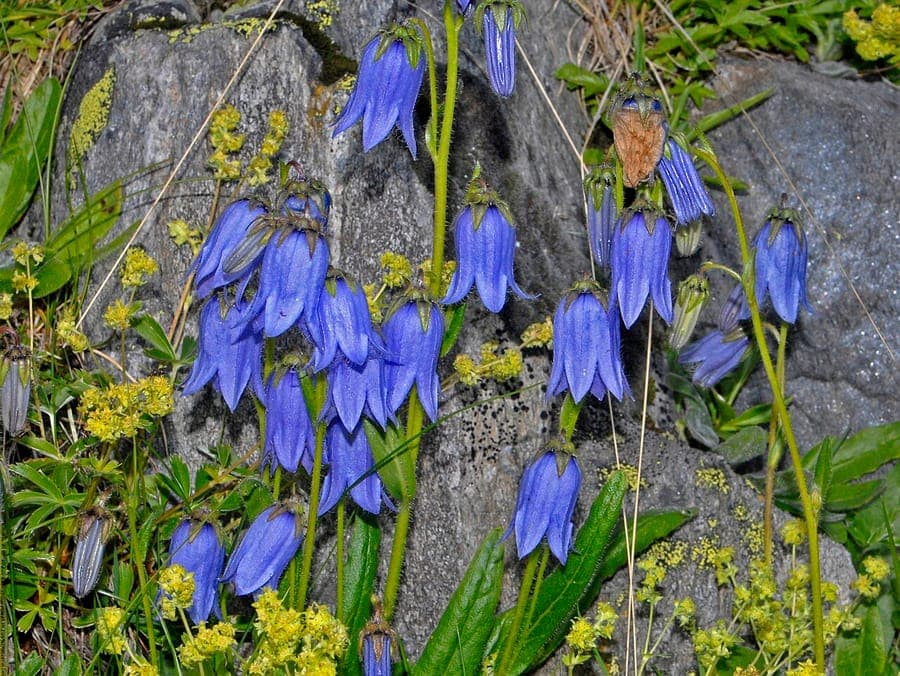 Campanule barbue en milieu rocheux naturel avec des fleurs en cloche bleu pâle