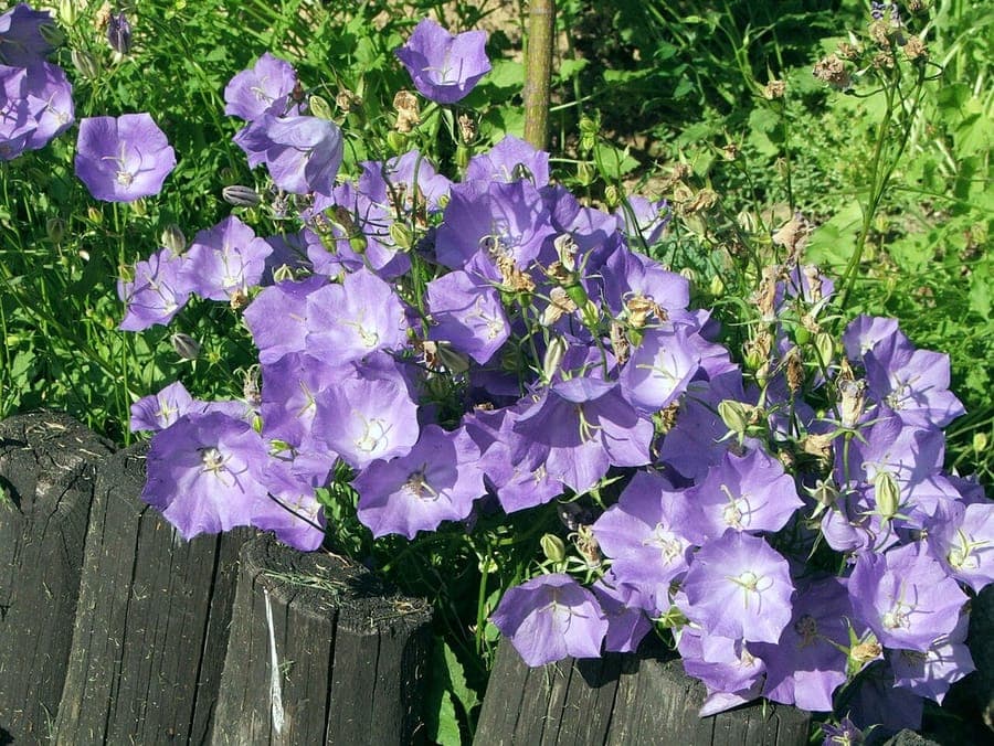 Blue Carpathian harebells in full bloom on a sunny lawn edge between stones