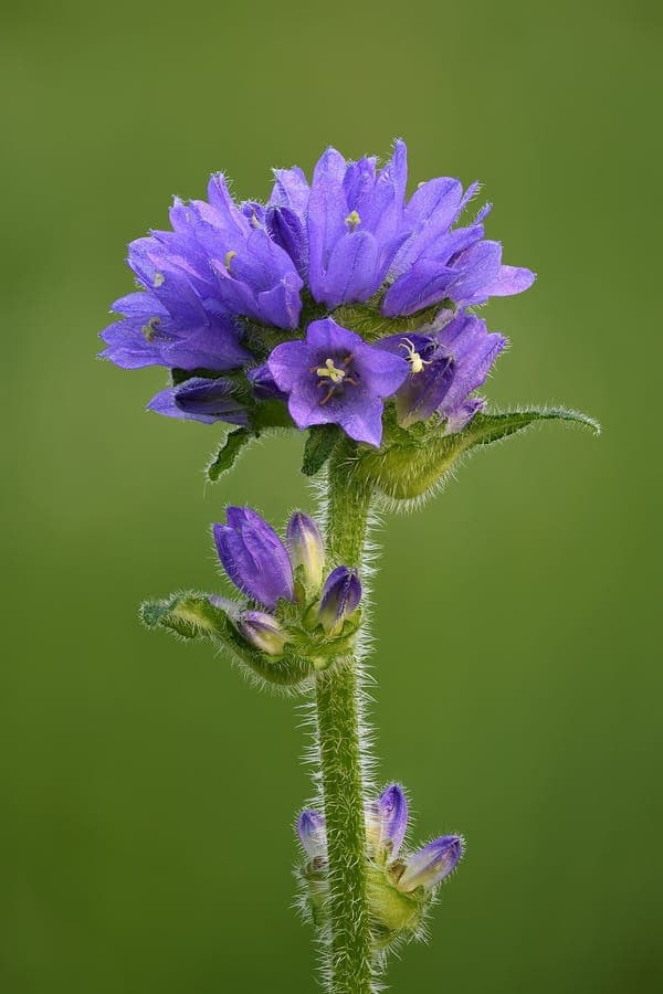 Bristly bellflower (Campanula cervicaria) in full bloom, showing dense blue star-shaped flowers and upright stems in a sunny garden bed