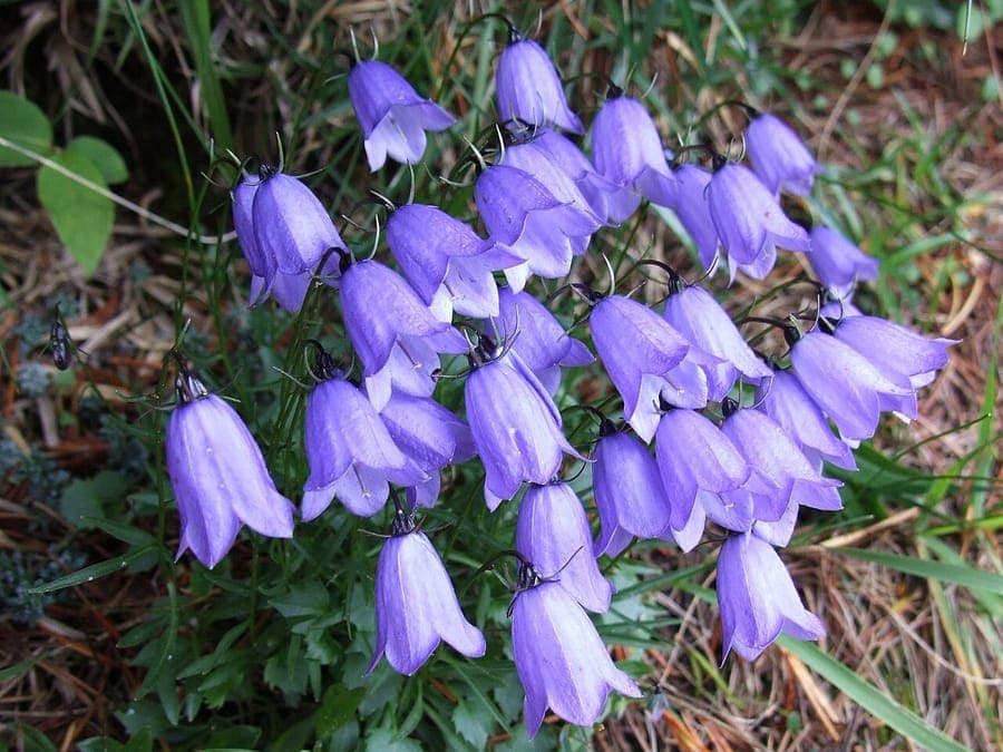 Fairies'-thimbles with tiny blue flowers in alpine setting