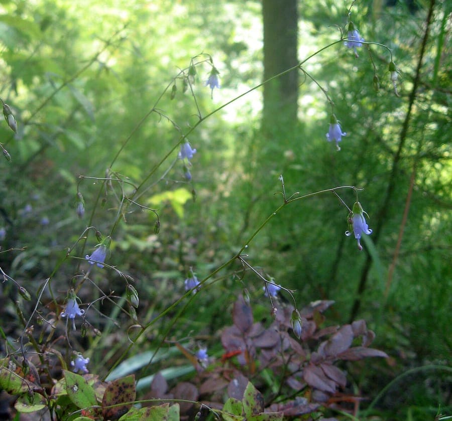 Campanula divaricata plant with delicate purple flowers