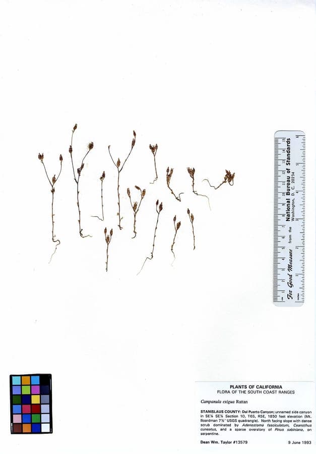 Campanula exigua bloemen