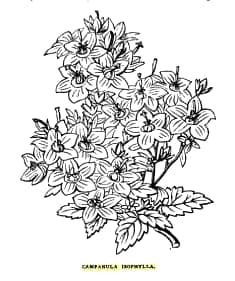 Ster-van-Bethlehem met cascades van witte bloemen