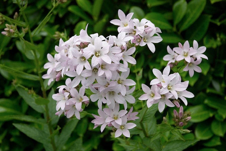 Milky bellflower with pink-white blooms in full flower
