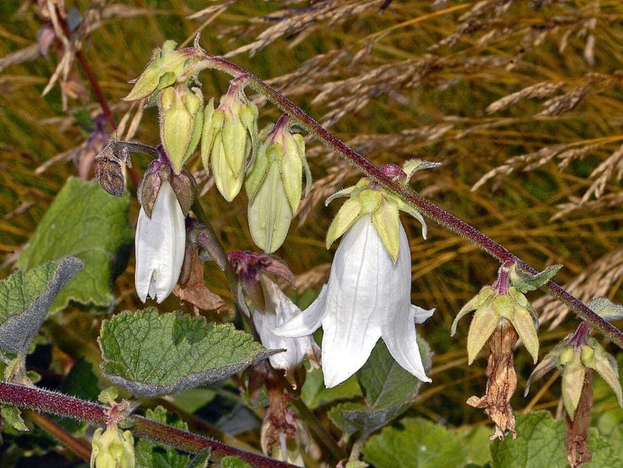Soft velvety hairy flowers of Campanula lanata