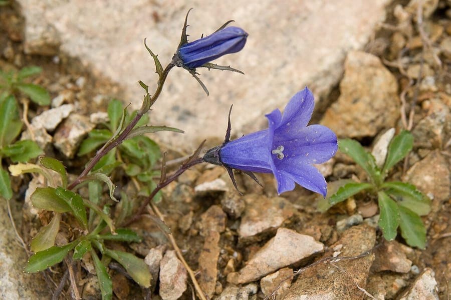 Campanula lasiocarpa with delicate purple flowers in mountain environment