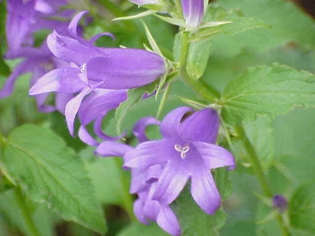 Greater bellflower (Campanula latifolia) in full bloom in a woodland edge garden