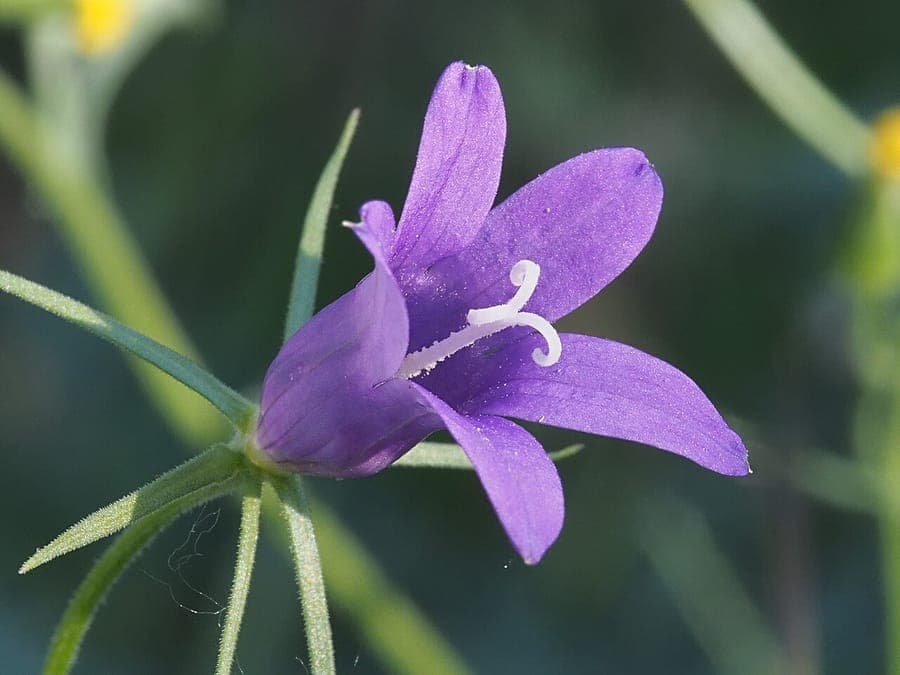 Delicate blue Campanula lusitanica flowers in natural mountain setting