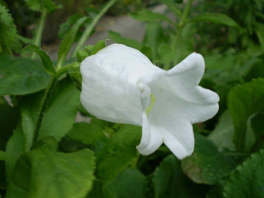 Marien-Glockenblume in voller Blüte, mit auffälligen zweischaligen Glockenblüten in Blauviolett, wachsend in einer lichten Rabatte.