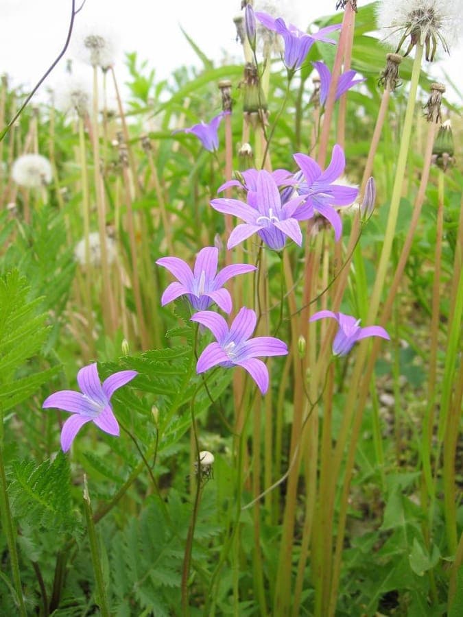 Spreading bellflower in full bloom in a sunny garden bed