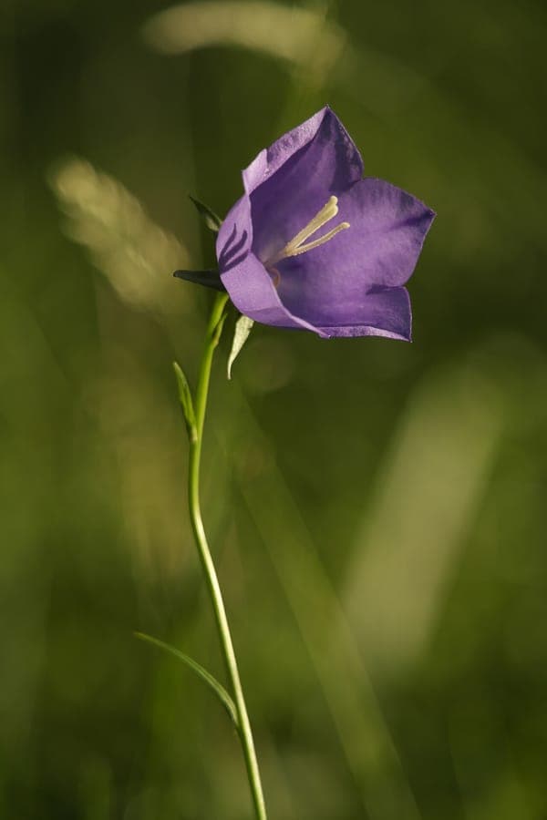 Tall spikes of blue bell-shaped flowers of Peach-bells swaying in a garden border
