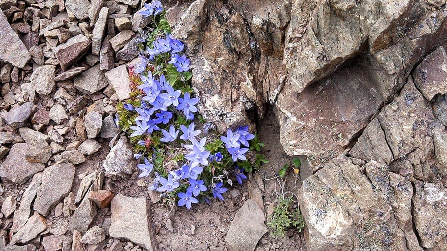 Campanula piperi purple flowers on rocky slopes