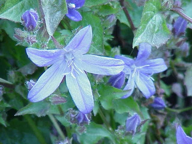 Hängepolster-Glockenblume wächst über eine Steinmauer, üppig bedeckt mit hellvioletten Blüten.