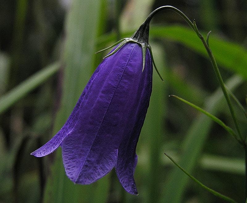 Donkerpaarse bloemen van Campanula pulla