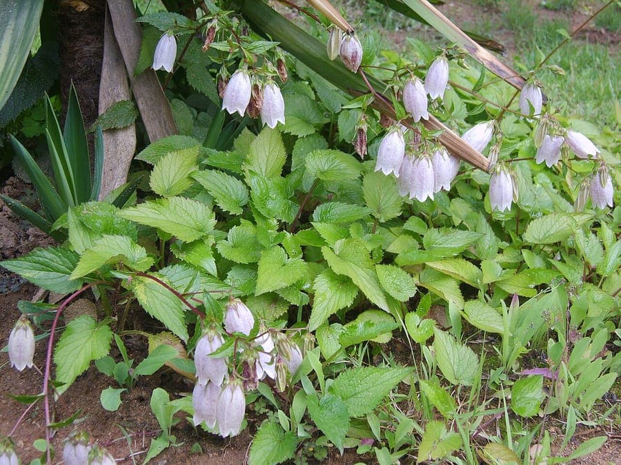 Roze gestippelde bloemen van Campanula punctata klokbloem