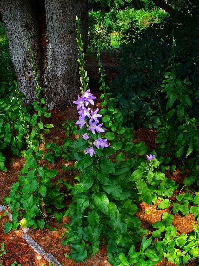 Campanula pyramidalis in full bloom in a summer border, showing tall stems and vivid blue bell-shaped flowers