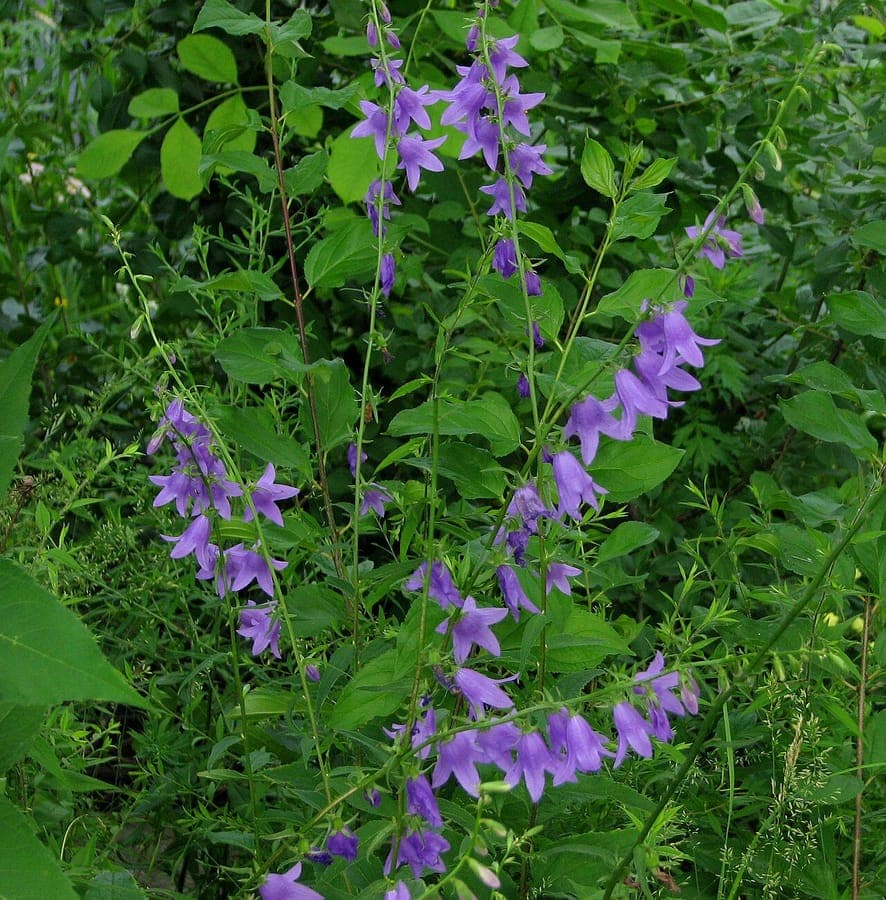 European bellflower in full bloom climbing along a garden fence in partial shade