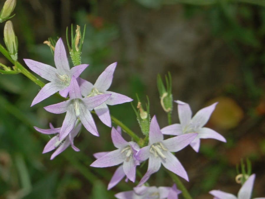 Rampion in full bloom with blue bell-shaped flowers in a natural garden setting