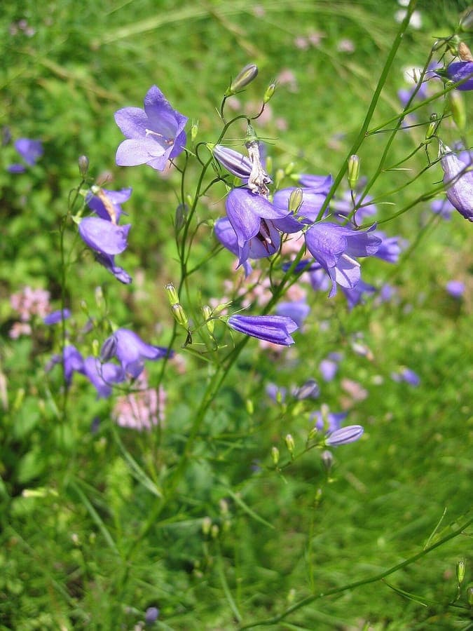 Campanule à feuilles rondes en fleur sur un talus sec, avec de délicates fleurs en forme de clochette bleu-violet