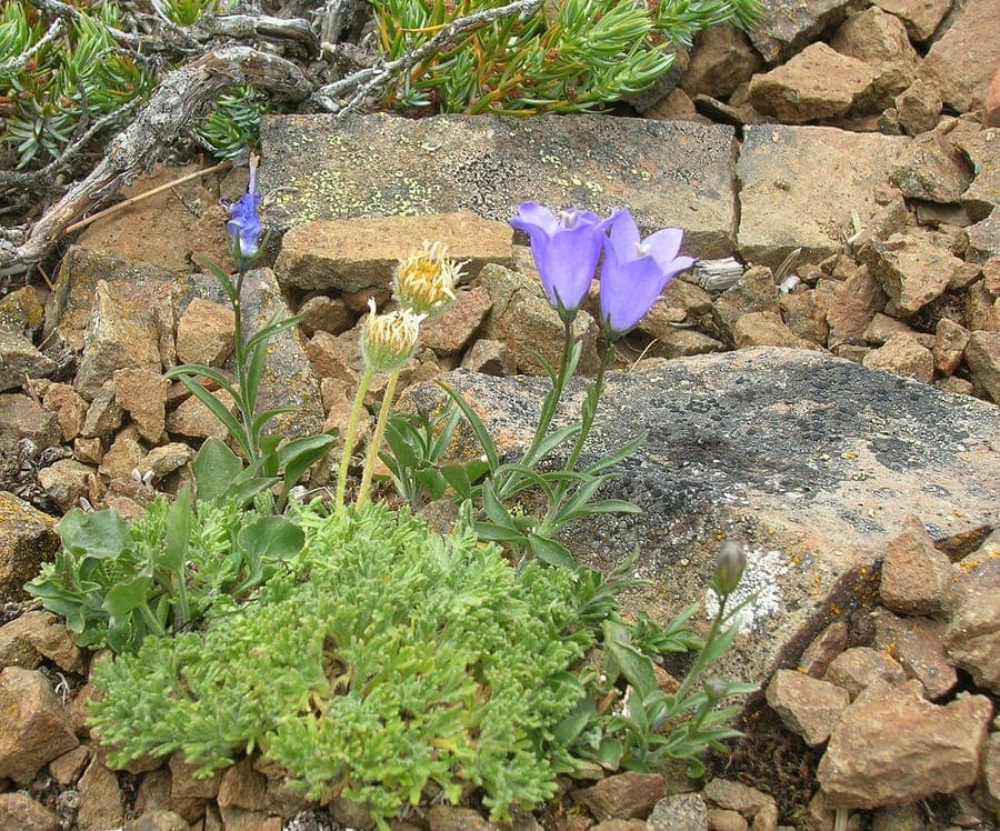 Downy alpine bellflower with purple-pink blooms