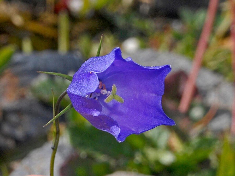 Blaue Glockenblumen von Scheuchzers Glockenblume