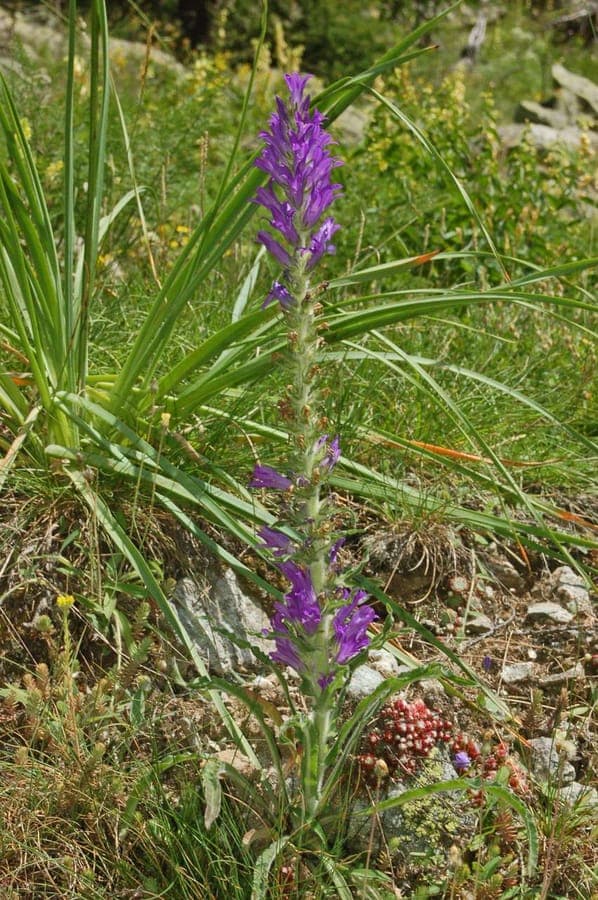 Blauwe bloemen van Aardragend Klokje op rotsige berghellingen
