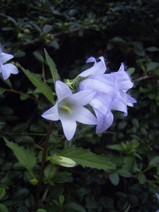Bats-in-the-belfry (Campanula trachelium) in full bloom, showing clusters of bell-shaped blue flowers above coarse, nettle-like foliage in a woodland edge setting.