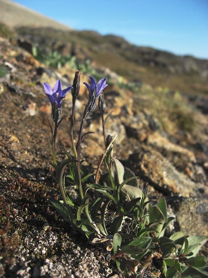 Campanula uniflora Arctic bellflower