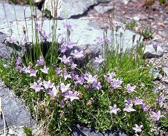 Blaue Bluten von Campanula wilkinsiana in alpinem Garten