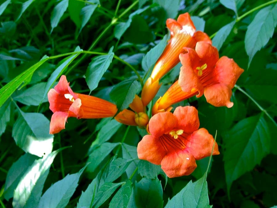 Trumpet creeper in full bloom on wooden trellis, vibrant orange tubular flowers among green foliage
