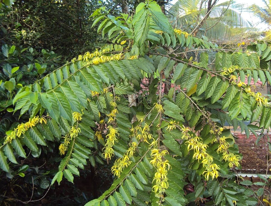 Cananga odorata with fragrant yellow flowers