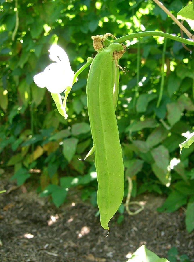 Canavalia gladiata with green and red sword-like pods