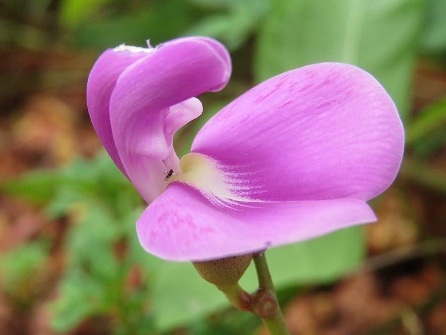 Bay-bean plant with pink flowers and foliage