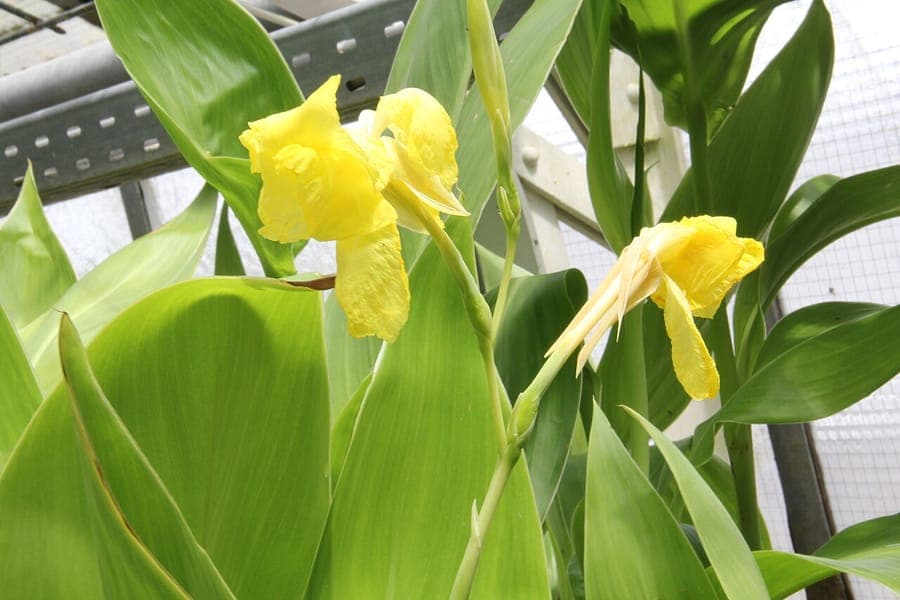 Canna flaccida with golden-yellow flowers and green foliage