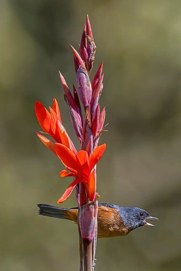 African arrowroot in full bloom with broad leaves and vibrant orange flowers in a sunny garden