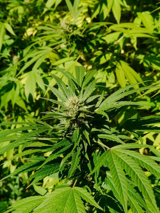 Plante de chanvre en pleine croissance dans un jardin ensoleillé