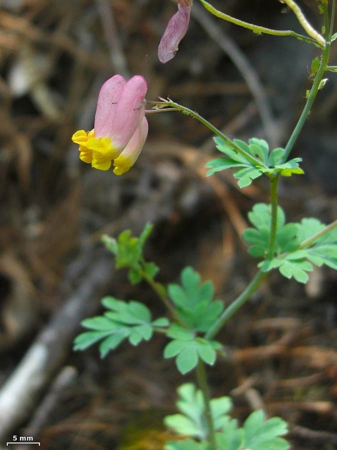 Capnoides sempervirens with delicate pink and yellow flowers