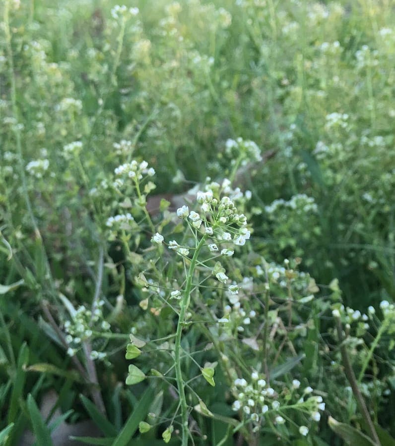 Hirtentäschel (Capsella bursa-pastoris) mit charakteristischen herzförmigen Samenkapseln und Blattrosette