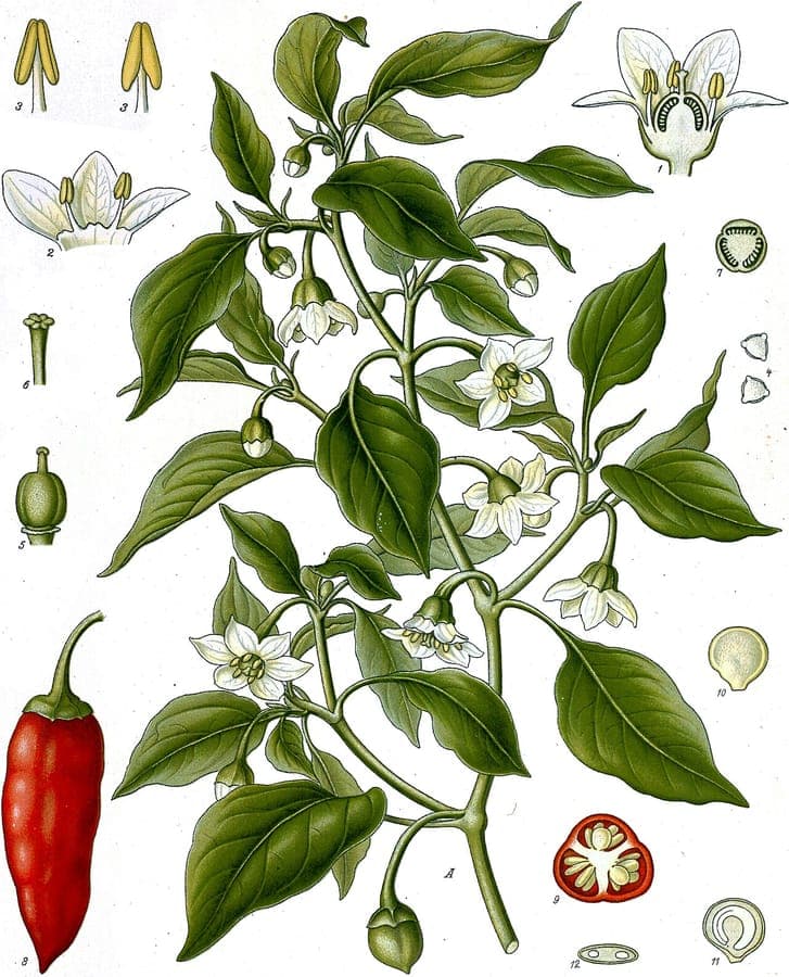 Rijpe rode paprika's aan een gezonde plant in een zonnige tuinbed.