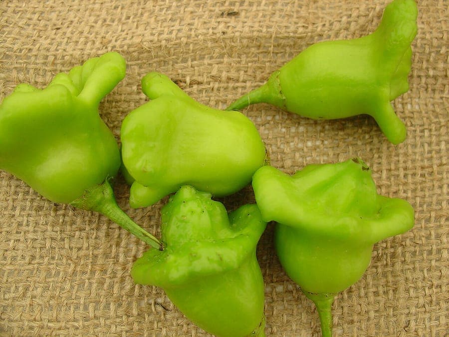 Capsicum baccatum plant with red round peppers