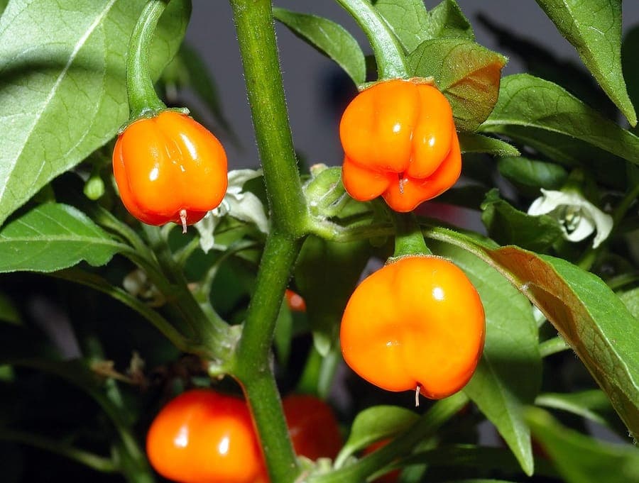 Capsicum chinense with ripe peppers in various colors