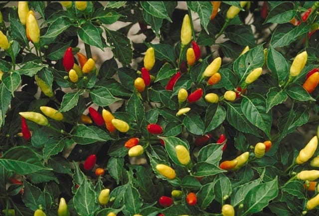 Capsicum frutescens vogelpeper met rode vruchten
