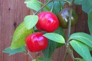 Capsicum pubescens bloem en blad