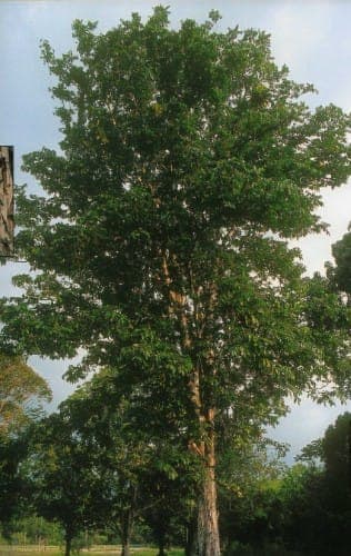 Carapa guianensis Carapa-Baum in Natur